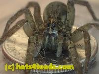 /home//u458753944/public_html/sourcegallery///////////////Insects and small critters/spiders and kin (Arachnida)/P4140642.JPG